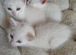 White Kitties - Domestic Kitten For Sale - Grove City&comma; OH&comma; US