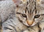 Lilly - Domestic Kitten For Sale - 