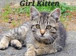 Chloe - Domestic Kitten For Sale - 