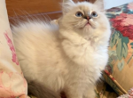 Hyperion Ragdolls Bi Color Litter - Ragdoll Kitten For Sale - Hastings&comma; MN&comma; US