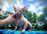 Lexi - Sphynx Cat For Sale - Bon Aqua&comma; TN&comma; US