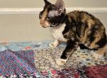 Patches - Devon Rex Kitten For Sale - Lynchburg&comma; VA&comma; US
