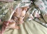 Boss - Sphynx Cat For Sale - Bon Aqua&comma; TN&comma; US