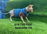 Leo - Sphynx Cat For Sale - 