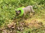 Blue - Sphynx Cat For Sale - Bon Aqua&comma; TN&comma; US