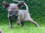 Black - Sphynx Kitten For Sale - Bon Aqua&comma; TN&comma; US