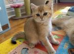 Markus - Scottish Straight Kitten For Sale - Brooklyn&comma; NY&comma; US