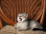Cooper - Scottish Fold Kitten For Sale - North Richland Hills&comma; TX&comma; US