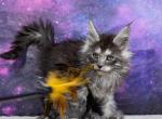 Sinon litter smokes - Maine Coon Kitten For Sale - 