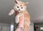 Nyans litter - Maine Coon Kitten For Sale - WA&comma; US