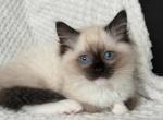 TICA Adorable Ragdoll Girl Seal Point mitted - Ragdoll Kitten For Sale - Southwick&comma; MA&comma; US