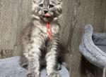 Bud - Maine Coon Kitten For Sale - Rogersville&comma; MO&comma; US
