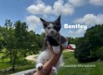 Bentley - Maine Coon Kitten For Sale - Rogersville&comma; MO&comma; US