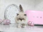 Duchess Blue Eyes - Persian Kitten For Adoption - 