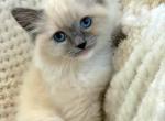 TICA Bueatiful Ragdoll Boy - Ragdoll Kitten For Sale - Southwick&comma; MA&comma; US