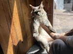 Xavier mainecoon cattery male champion - Maine Coon Cat For Sale - 