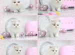 SOLD Marie Blue Eyes - Persian Kitten For Sale - Roseville&comma; CA&comma; US