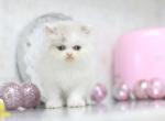 Marie Blue Eyes - Persian Kitten For Sale - 