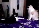 Twoface - Maine Coon Cat For Sale - Revere&comma; MA&comma; US