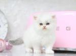 Toulouse Blue Eyes - Persian Cat For Sale - 