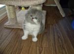 Persian kittens - Persian Kitten For Sale - Kansas City&comma; MO&comma; US