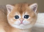 Irma - British Shorthair Kitten For Sale - CA&comma; US