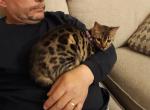 Tica High quality Bengal girl - Bengal Kitten For Sale - 