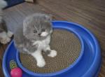 PERSIAN & EXOTIC SHORTHAIR - Persian Kitten For Sale - Kansas City&comma; MO&comma; US