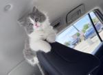 Grey and white female Persian ragdoll - Persian Kitten For Sale - McKinney&comma; TX&comma; US