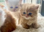 Spring kittens - Persian Kitten For Sale - Nunda&comma; NY&comma; US