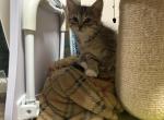 Kittens - American Shorthair Kitten For Sale - Providence&comma; RI&comma; US