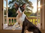 oreo - Devon Rex Kitten For Sale - 