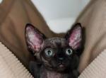 BAT - Devon Rex Kitten For Sale - Temple City&comma; CA&comma; US
