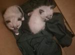 No name - Domestic Kitten For Adoption - Olympia&comma; WA&comma; US
