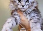 Erica - Maine Coon Kitten For Sale - 