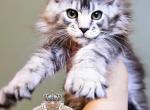Erica - Maine Coon Kitten For Sale - Pensacola&comma; FL&comma; US