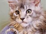 Erica - Maine Coon Kitten For Sale - Pensacola&comma; FL&comma; US