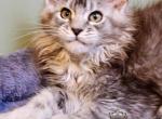 Erica - Maine Coon Kitten For Sale - Pensacola&comma; FL&comma; US