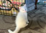 Dumbo - Ragdoll Kitten For Sale - Portland&comma; OR&comma; US