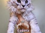 Eudora - Maine Coon Kitten For Sale - 