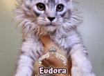 Eudora - Maine Coon Kitten For Sale - Pensacola&comma; FL&comma; US