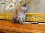 BRITISH SHORTHAIR KITTENS - British Shorthair Kitten For Sale - CT&comma; US