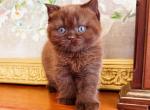 BRITISH SHORTHAIR KITTENS CHOCOLATE BOY - British Shorthair Kitten For Sale - Darien&comma; CT&comma; US