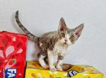 COCO - Devon Rex Kitten For Sale - Temple City&comma; CA&comma; US