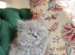 Cinder - Persian Kitten For Sale - Rolla&comma; MO&comma; US