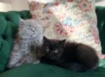 March litter - Exotic Kitten For Sale - Rolla&comma; MO&comma; US