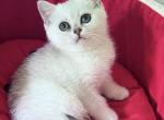 Zara - British Shorthair Kitten For Sale - NY&comma; US
