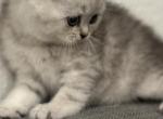 Scottish straight - Scottish Straight Kitten For Sale - Sacramento&comma; CA&comma; US