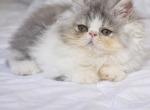Cookie's babies - Persian Kitten For Sale - Muscle Shoals&comma; AL&comma; US