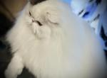 GC NW NESHAMA SHELI MALEKH - Persian Cat For Sale/Service - Joplin&comma; MO&comma; US